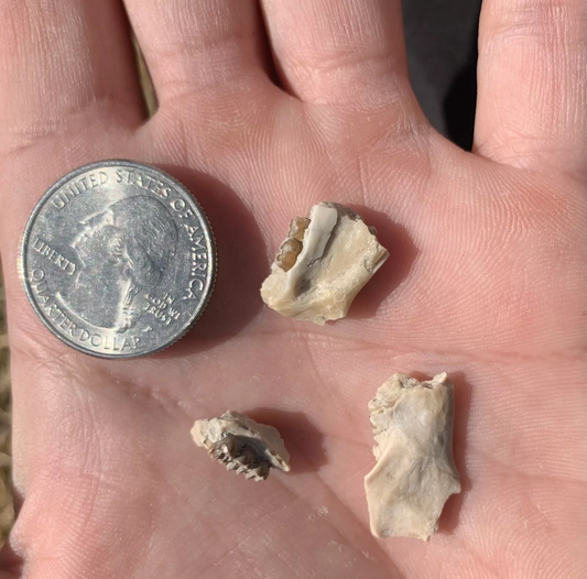 Fossil Squirrel  Jaws and palate section, Ischyromys