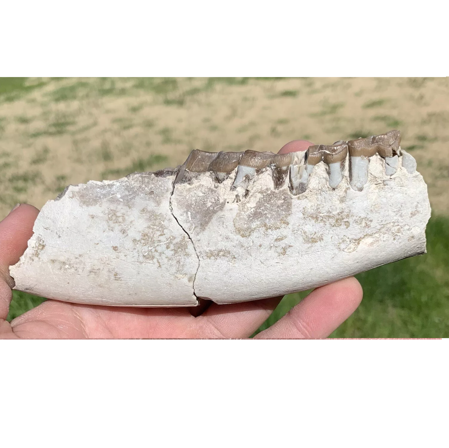 Large Rhino Lower Jaw, Subhyracodon, Brule Formation, Nebraska