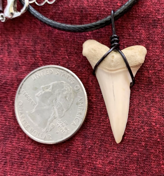 Carcharodon hastalis white shark tooth necklace