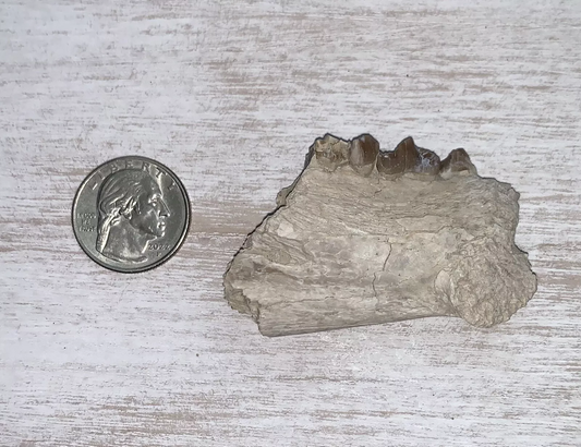 Fossil Oreodont Lower Jaw Section With Teeth