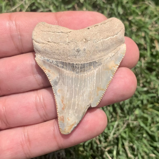 2.36" Otodus megalodon - Virginia