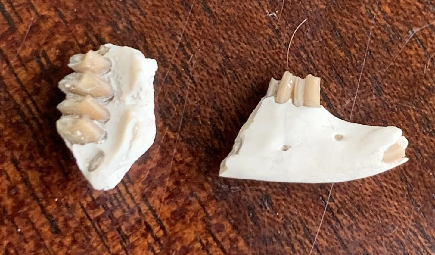 Fossil Rabbit Lower Jaw and Partial Palate, Palaeolagus