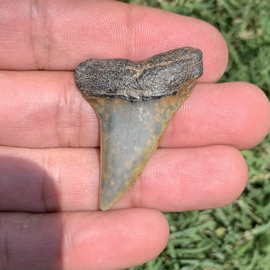 1.74” Carcharodon hastalis - Virginia