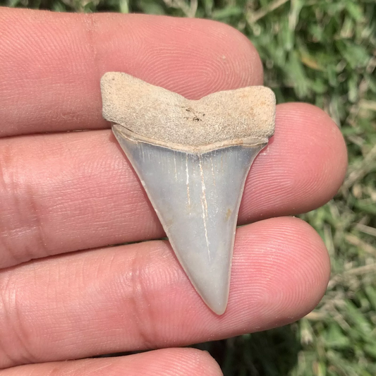 1.48” Carcharodon hastalis - Virginia