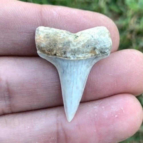 Fossil Carcharodon hastalis - Bakersfield California