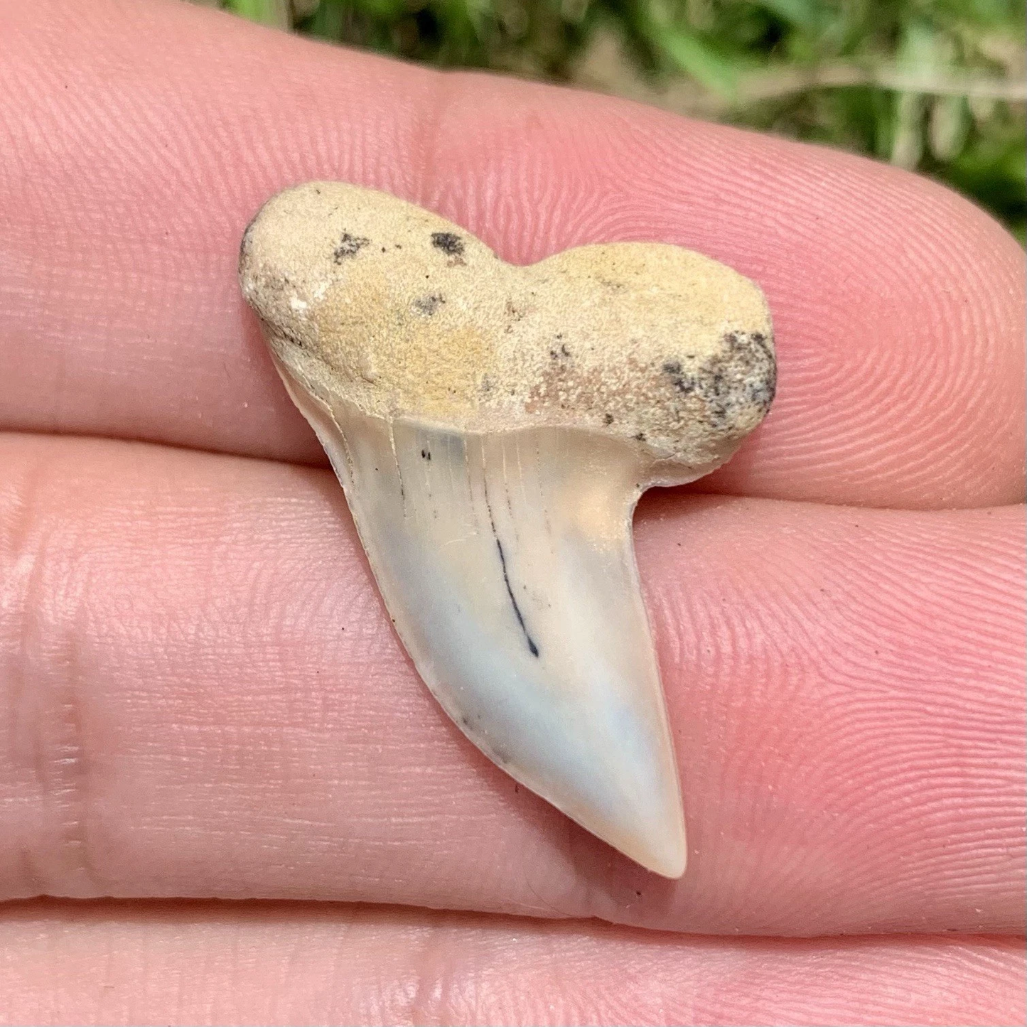Fossil Carcharodon planus - Bakersfield California