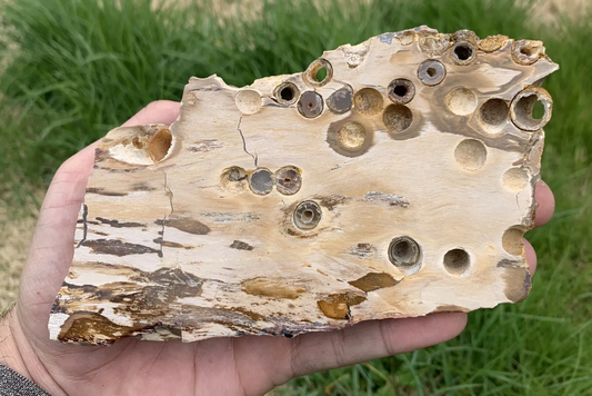 Polished Petrified Fossil Teredo Wood from Indonesia, Slab, Slice