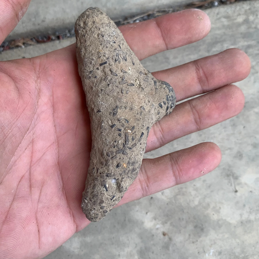 Fossil Shrimp Burrow from Virginia