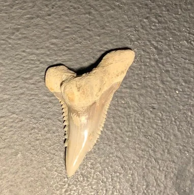 1.23"  Upper Anterior Hemipristis serra Shark Tooth