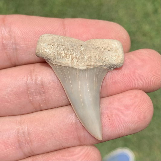 Fossil Carcharodon hastalis - Virginia