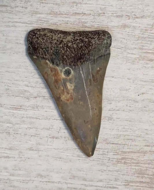 1.7" Carcharodon hastalis - Virginia