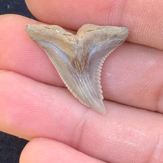 1.15” Hemipristis serra Shark Tooth - Virginia