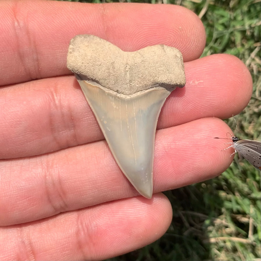 1.75” Carcharodon hastalis - Virginia