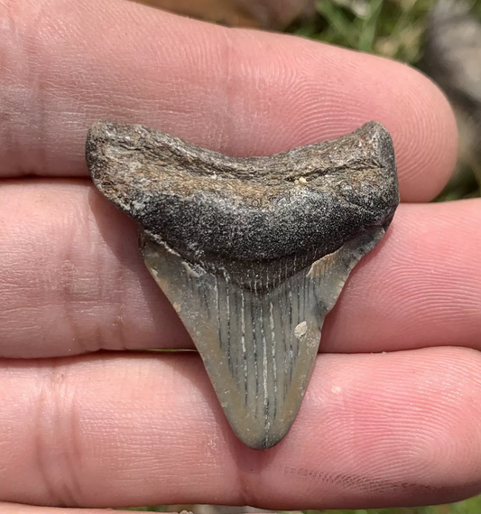 1.42” Otodus Megalodon - Virginia