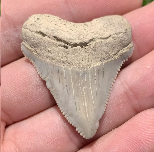 1.55” Otodus Megalodon - Virginia