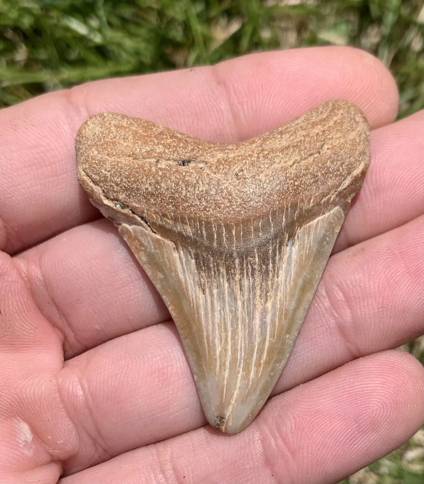 2” Otodus Megalodon - Virginia