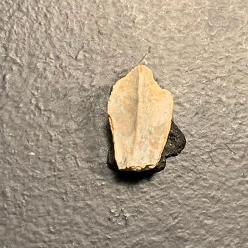 Edmontosaurus Dinosaur Tooth, Hell Creek Formation SD, Hadrosaur, Duck-billed