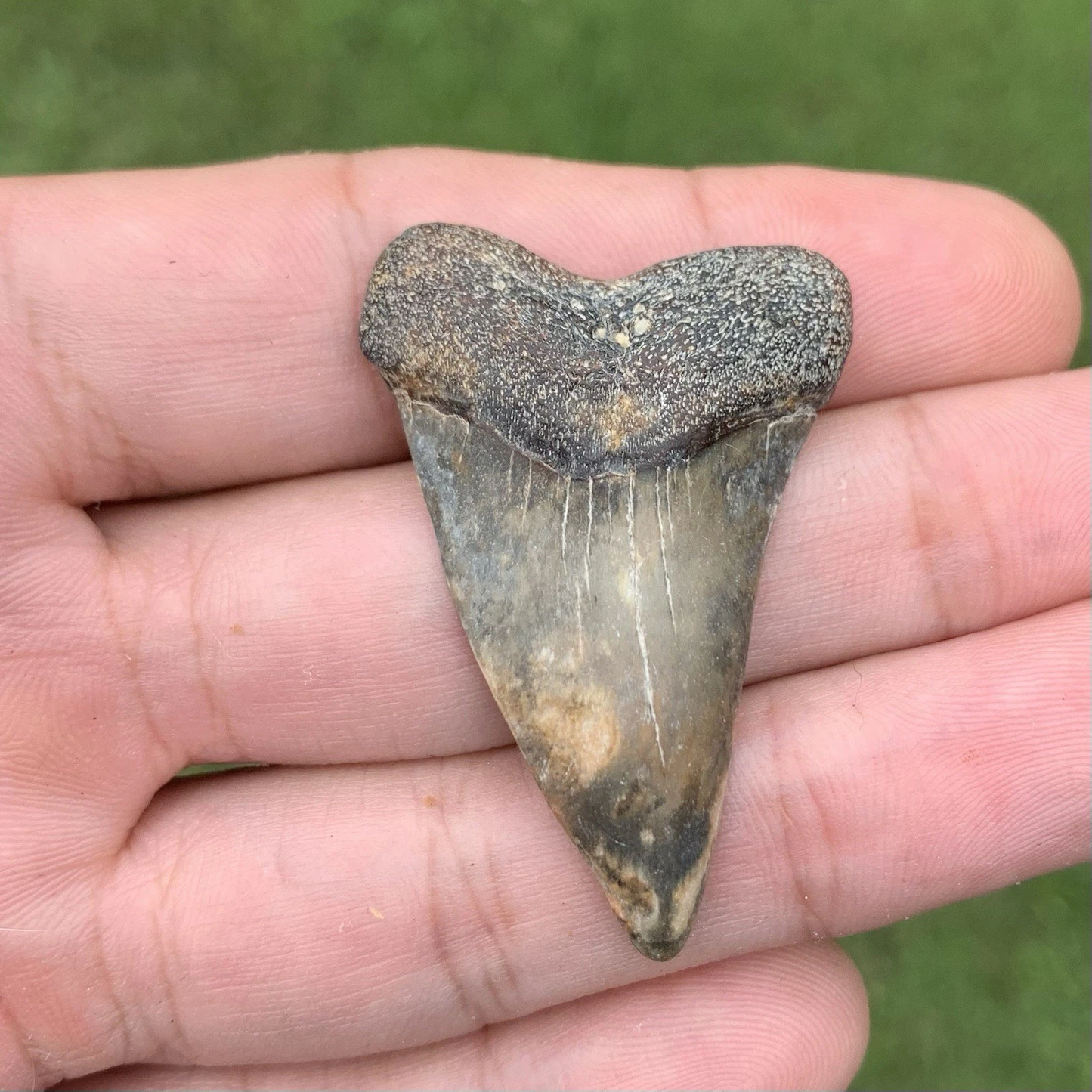 Fossil Carcharodon hastalis - Virginia