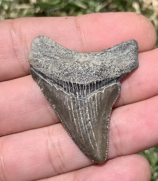 1.81” Otodus Megalodon - Virginia