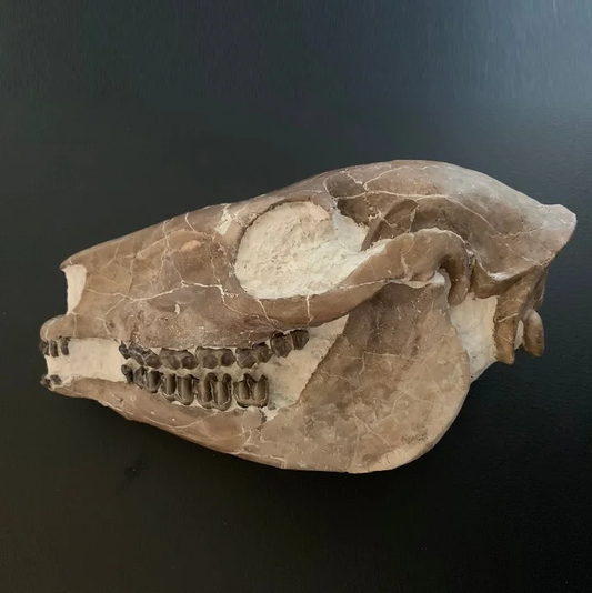 mesohippus bairdi Skull