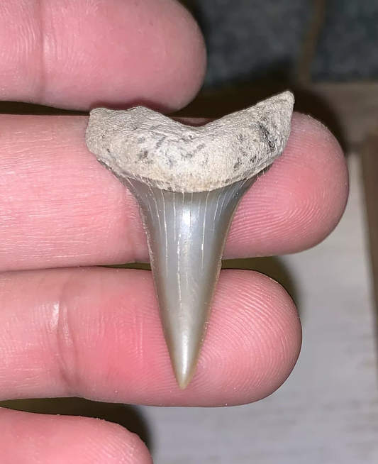 1.5" Carcharodon hastalis - Lee Creek Mine