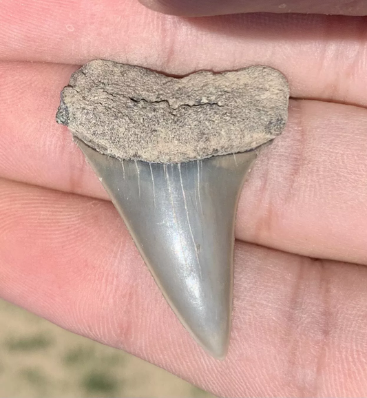 1.48” Carcharodon hastalis - Virginia