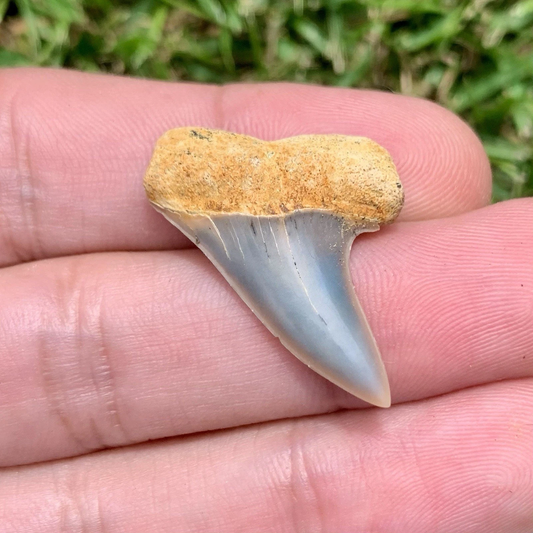 Fossil Carcharodon planus - Bakersfield California
