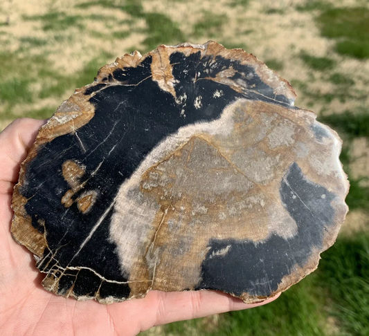 Polished Petrified Fossil Wood from Indonesia, Slab, Slice