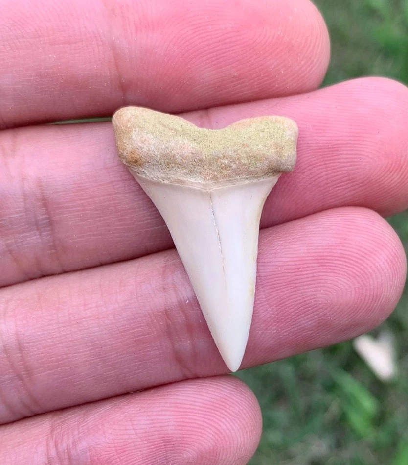 Fossil Carcharodon hastalis - Bakersfield California