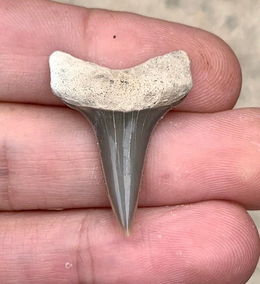 Fossil Carcharodon hastalis - Lee Creek Mine