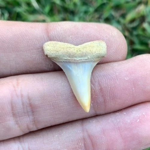 Fossil Carcharodon hastalis - Bakersfield California