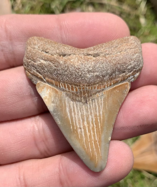 2” Otodus Megalodon - Virginia