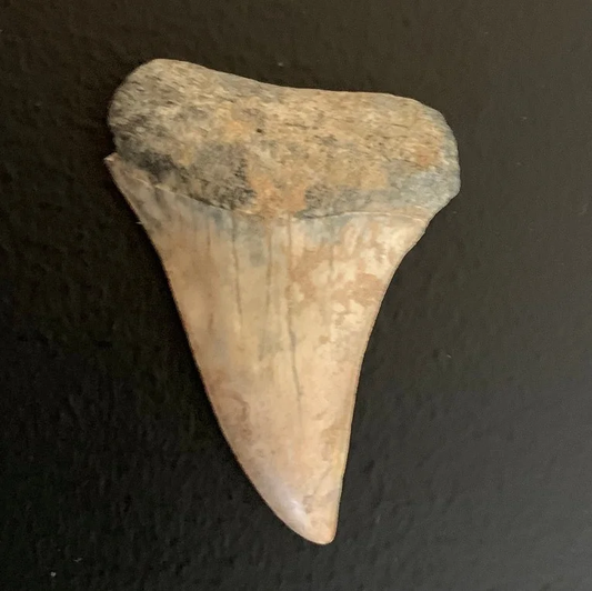 1.65" Carcharodon hastalis - Virginia