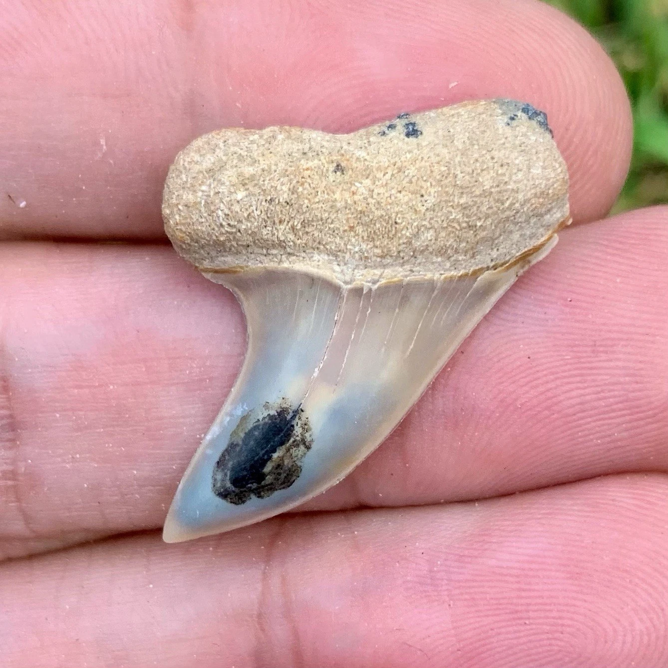 Fossil Carcharodon planus - Bakersfield California