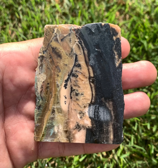 Polished Agatized Fossil Wood from Indonesia