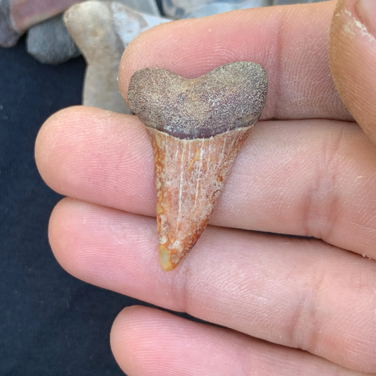 1.4” Carcharodon hastalis - Virginia