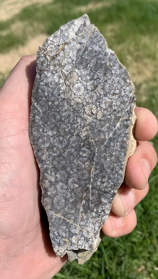 Polished Black Fossil Coral from Indonesia, Slab, Slice