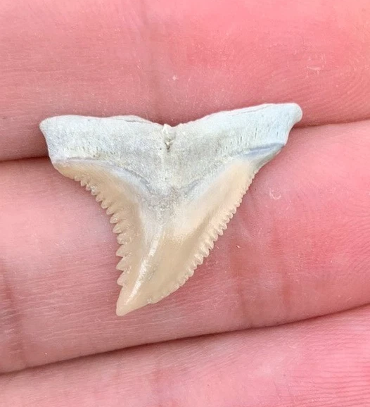 Fossil Hemipristis serra - Lee Creek Mine