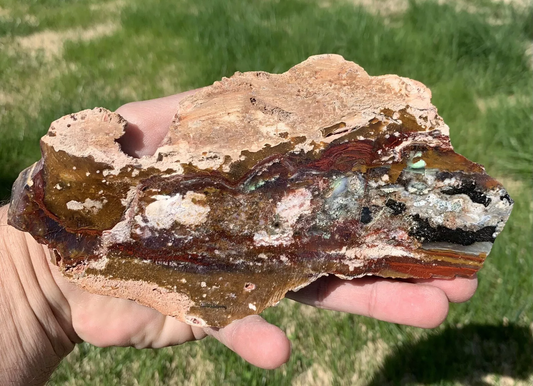 Polished Opalized Petrified Fossil Wood from Indonesia, Slab, Slice