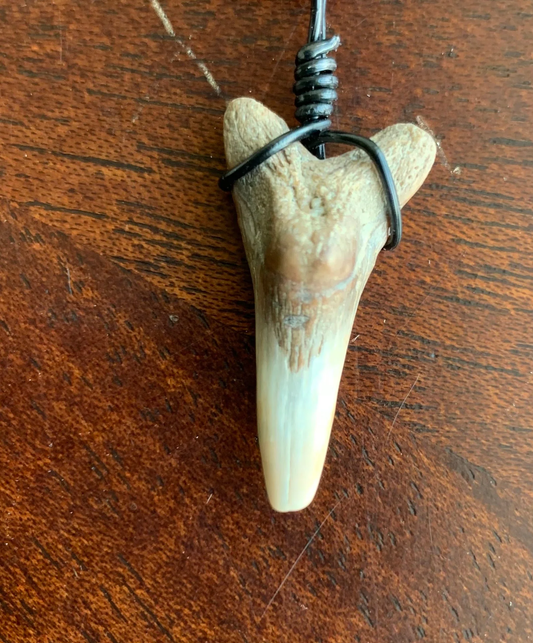 Hemipristis serra shark tooth necklace