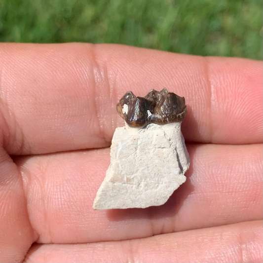 Fossils Horse, Mesohippus Lower Jaw Tooth