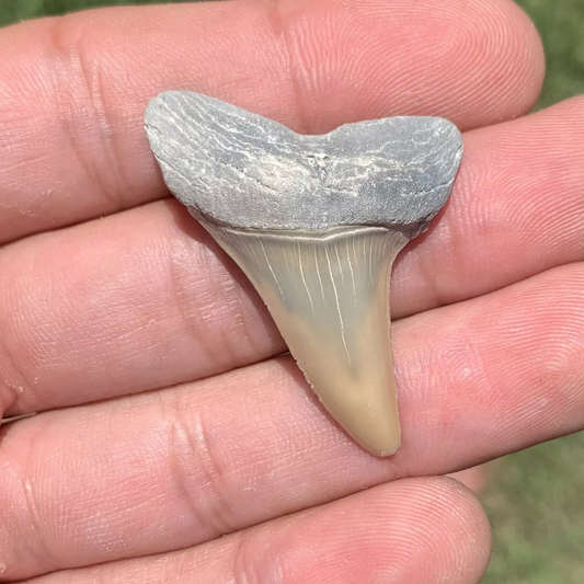 1.63” Carcharodon hastalis - Lee Creek Mine