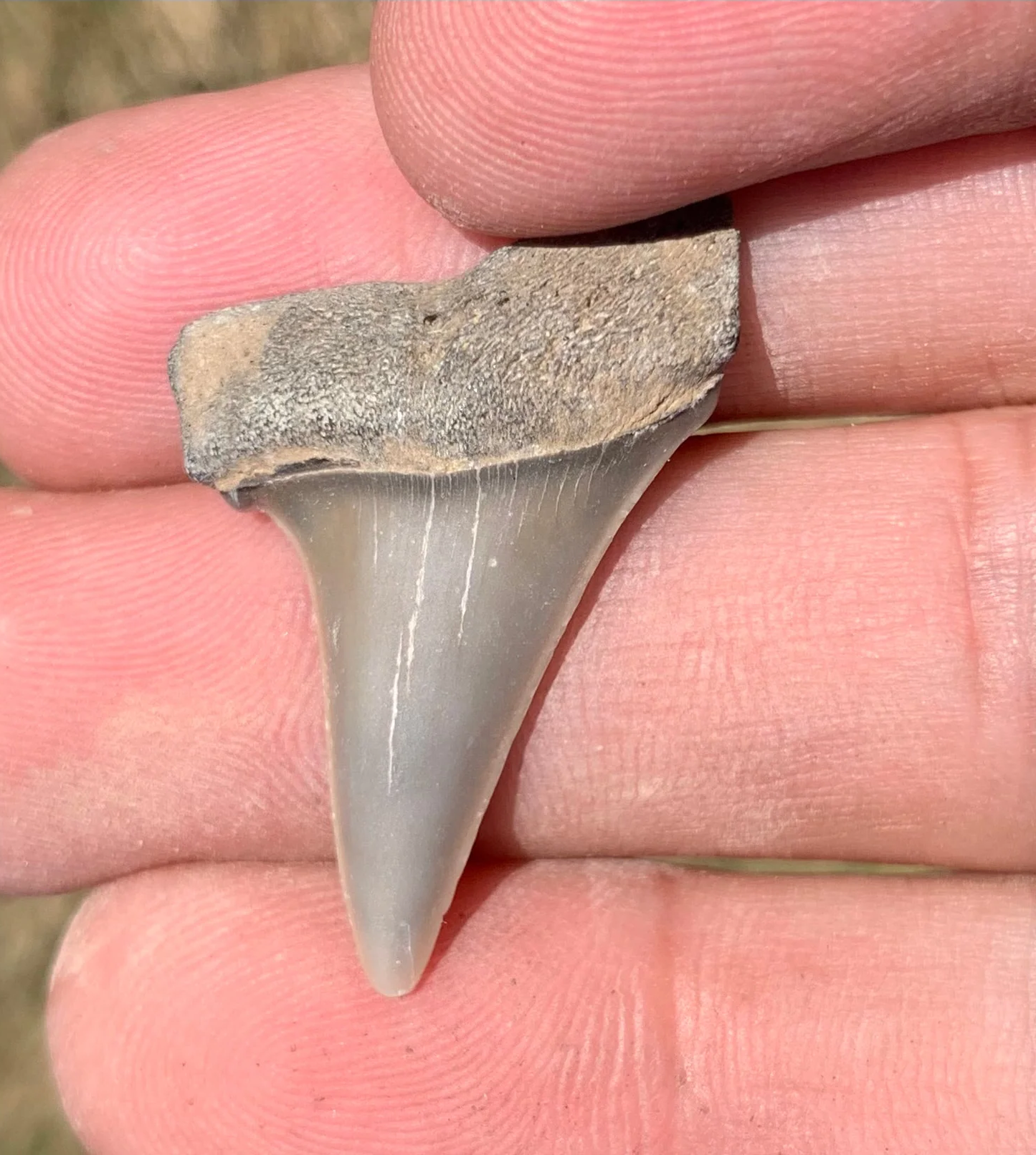 1.3” Carcharodon hastalis - Virginia