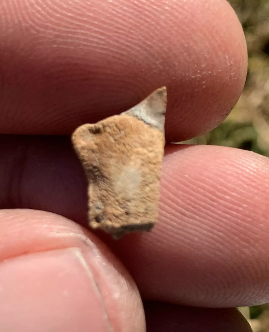 Triceratops Tooth From The Hell Creek Formation Of South Dakota