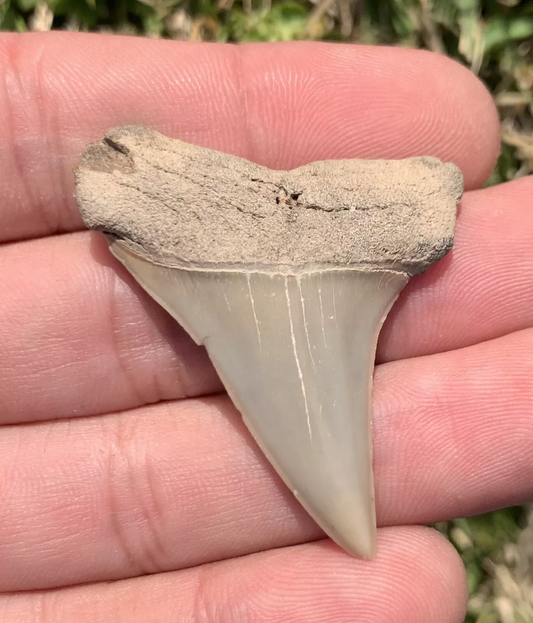 1.85" Carcharodon hastalis - Virginia
