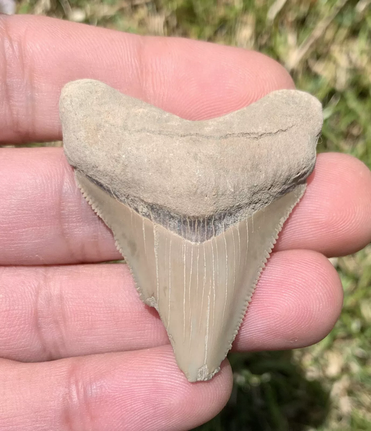 2” Otodus Megalodon - Virginia