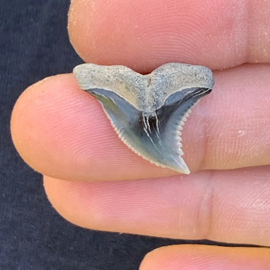 .91” Hemipristis serra Shark Tooth - Virginia