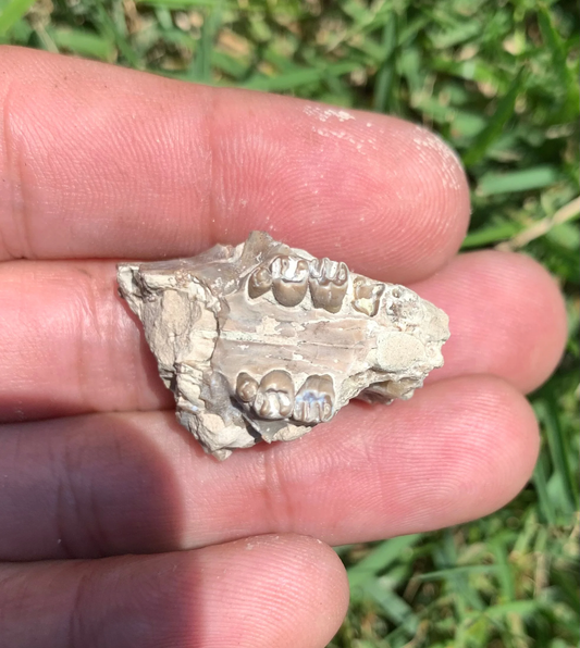 Partial Squirrel like skull, Ischyromys, Nebraska