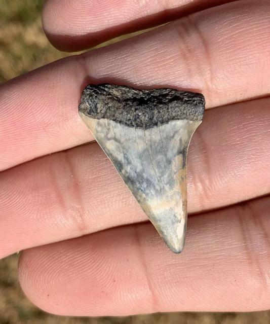 1.33" Carcharodon hastalis - Virginia