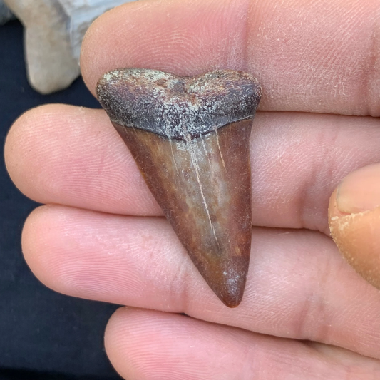 1.55” Carcharodon hastalis - Virginia